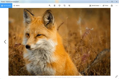 Image result for TIF File Format