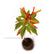 Hamelia Patens (Firebush Plant) – Santhi Online Plants