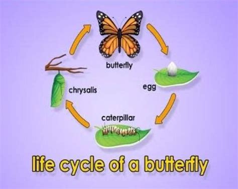 Describe the life cycle of a butterfly. answer should be in pointno ...