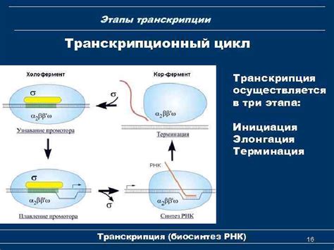 Биохимия и молекулярная биология Лекция 7 Транскрипция Биосинтез