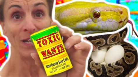 Image result for Python Snackes