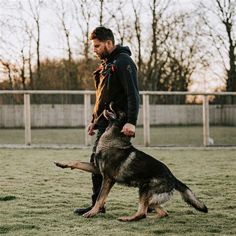 Protection Dog Training 的图像结果