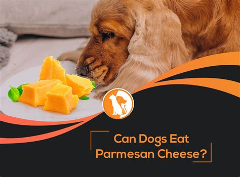 Can Dogs Eat Cheese Rind? – Pet Help Reviews UK