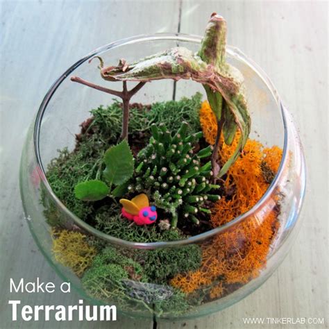 Image result for Terrarium Making111