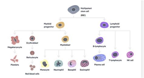 Image result for Explain Red Cell Production