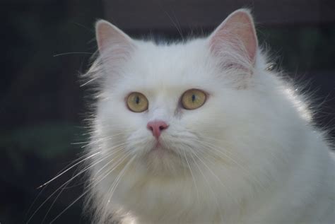 Free Images : nose, whiskers, vertebrate, persian, white cat, norwegian ...