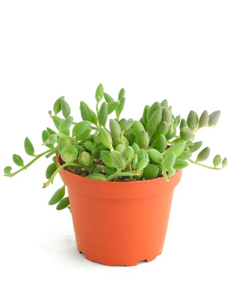 Curio Herreanus 'String of Watermelons' – Shop Succulents