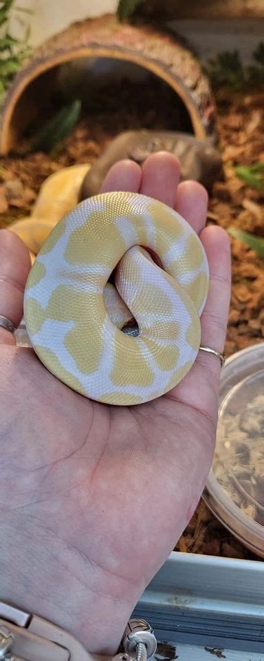 Image result for Baby Albino Ball Python