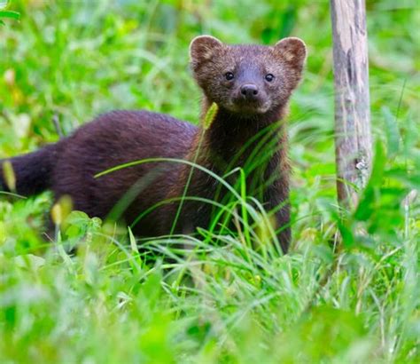 Fisher Cat Scream Sound 的图像结果