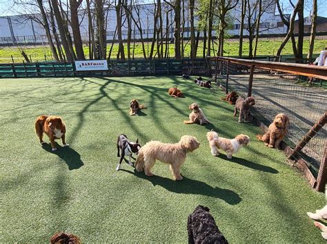 Image result for How to Download Dogtopia Java