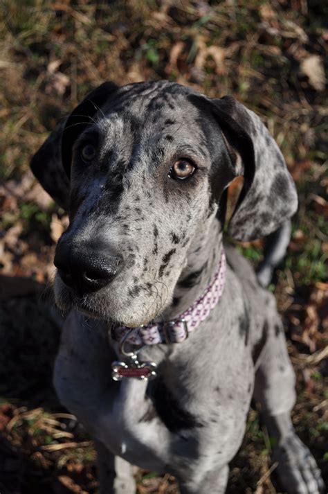 Blue merle great danes – Artofit