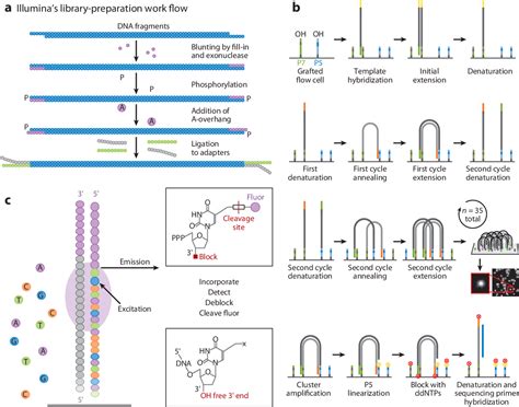 Next-Gen Sequencing 的图像结果