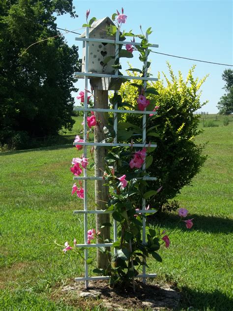 Mandevilla Trellis Plant at Arlene Perkins blog