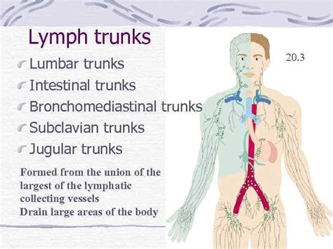 Image result for Lymph Trunk Function