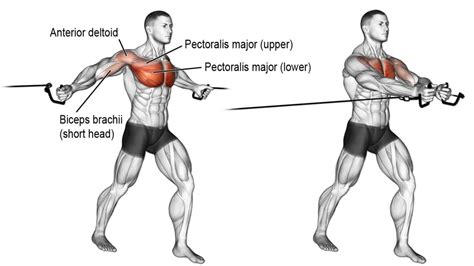 Pectoralis Major Workout