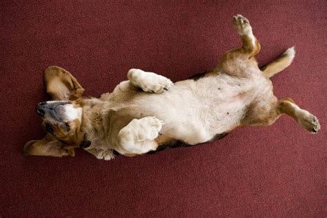 Do Dogs Have Belly Buttons? - Facty