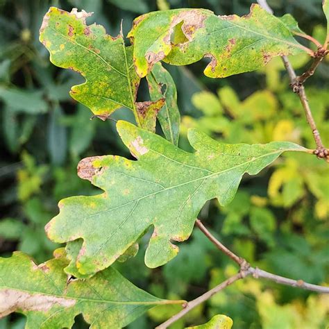 White Oak (Quercus alba) | Western Carolina Botanical Club
