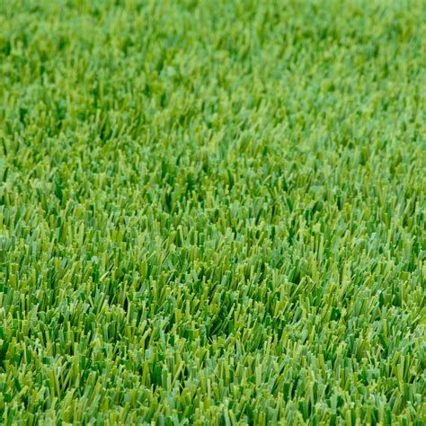 Perennial Ryegrass Seed