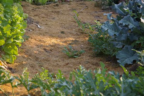 Why I Mulch with Grass Clippings in my Southwest Idaho Garden