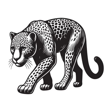 Leopard Clipart - A Leopard Silent Prowl illustration in black and ...