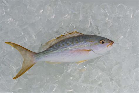 Yellowtail Snapper Animal Facts - Ocyurus chrysurus - A-Z Animals