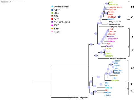 Genomic Dissection of an Enteroaggregative Escherichia coli Strain Isolated from Bacteremia ...