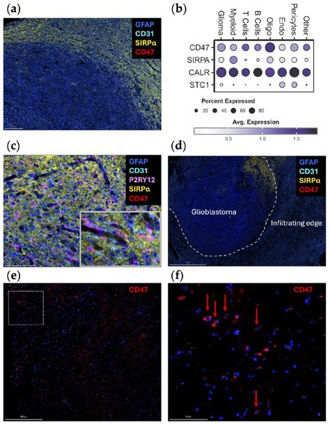 Dynamic Cellular Localization Chart 的图像结果