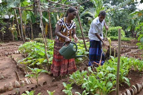 Sri Lanka Agriculture 的图像结果