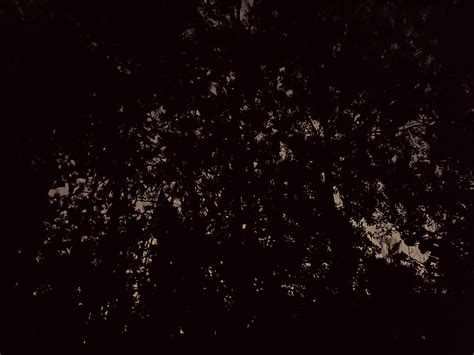 It's really dark outside in the forest with no background light but yet ...