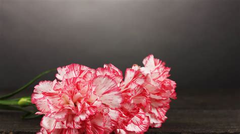 Dianthus Flowers: How to Plant, Grow, and Care Like a Pro - Dwello