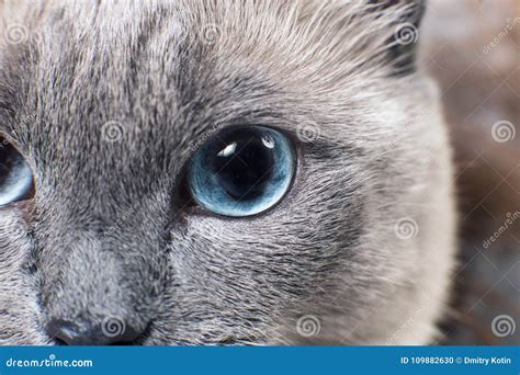 Gray Siamese Cat with Blue Eyes Staring on Something. Stock Photo ...