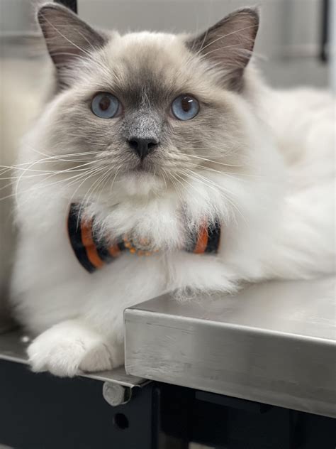 My 8.5 month old Ragdoll! He is now 10 pound two ounces. : r/ragdolls