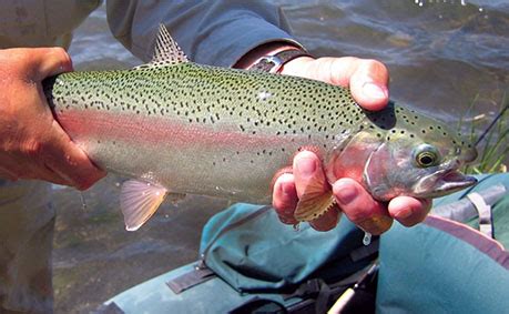 Image result for Atlantic Cod Fishing