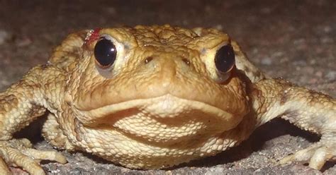 Toad Face 的图像结果