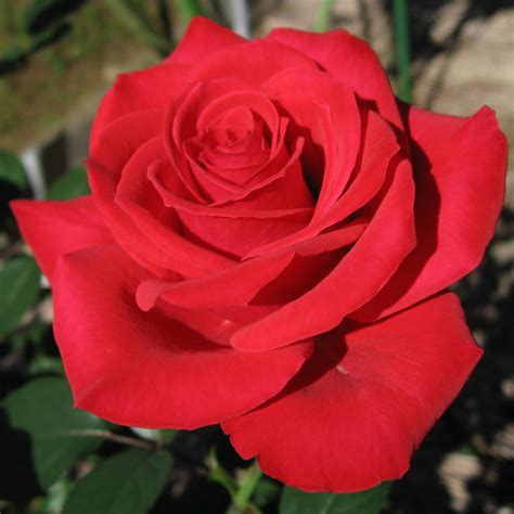File:Rosa Red Chateau01.jpg - Wikipedia