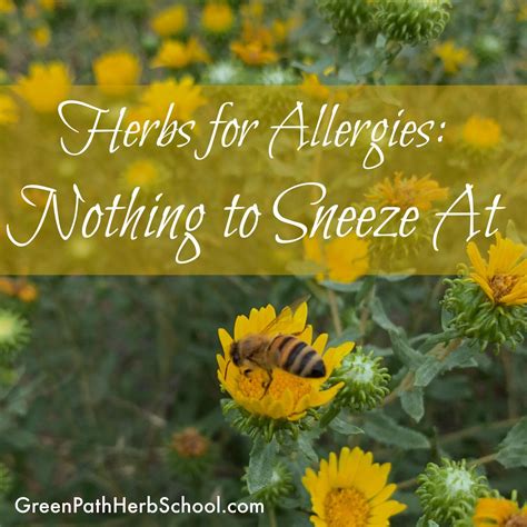 Herbs for Allergies: Nothing to Sneeze At — Green Path Herb School in 2025 | Herbs for allergies ...