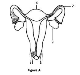 Figure A shows the front view of the human female reproductive system ...