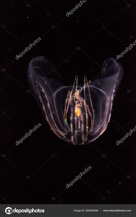 Comb Jellies (Phylum Ctenophora) Have at Mary Settle blog