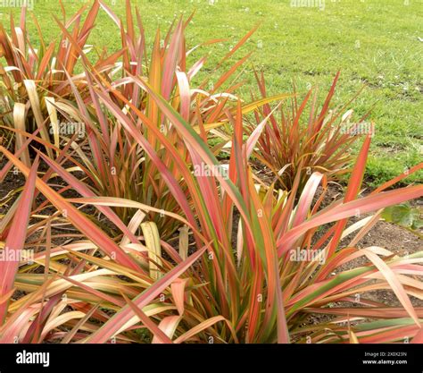 Phormium tenax hi-res stock photography and images - Alamy