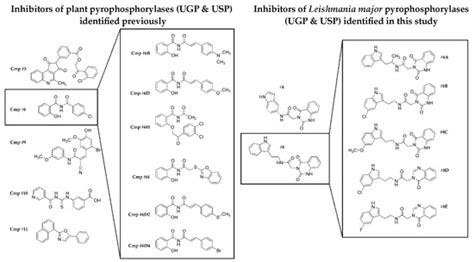 Identification of Leishmania major UDP-Sugar Pyrophosphorylase ...