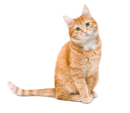 Image result for Cat Delete O2 Sensor