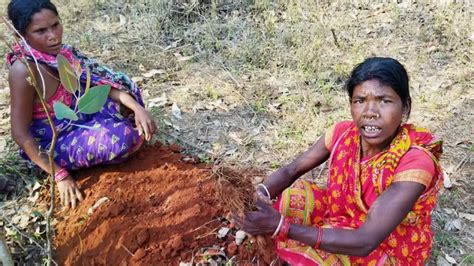 Wild yams provide health and wealth to Odisha tribals