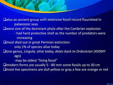 The Lophophorate Phyla - Ectoprocta, Brachiopoda, Phoronida | PPTX | Geology | Science