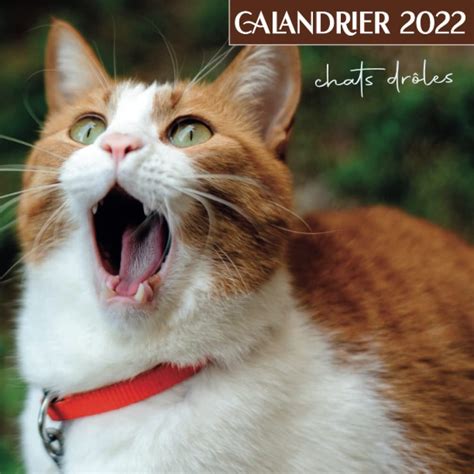Buy Calendrier 2022 Chats drôles: Une Jolie Calendrier Mensuel de 12 ...