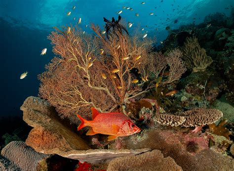 Raja Ampat SEACAM Center - Papua Diving