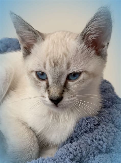 White Cat with Blue Eyes