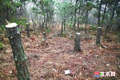 广东肇庆有人打着治理病虫害树木的名义，对超百亩省级生态林大面积砍伐，当地政府却称是第三方“误砍”_新浪新闻