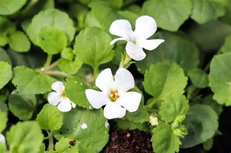 Brahmi Extract Oil Manufacturer & Producer in India