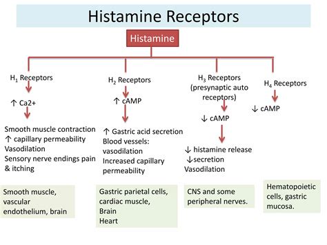 Histamine and antihistaminic | PPTX