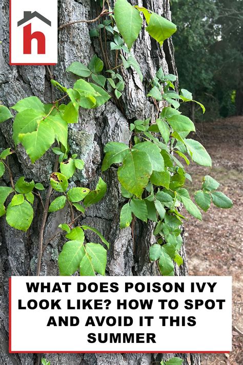 How Does Poison Ivy Spread